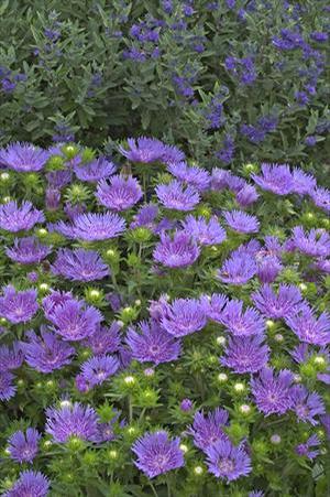 Stokesia laevis 'Peachie's Pick' Stokes' Aster from Moose Crossing Garden Center