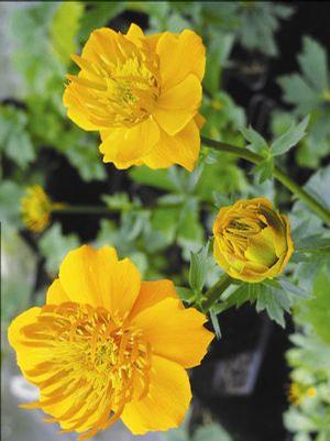 Trollius chinensis 'Golden Queen' Globe Flower from Moose Crossing Garden Center