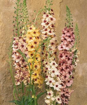 Verbascum hybrid 'Southern Charm' Mullein from Moose Crossing Garden Center