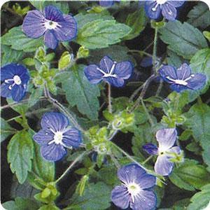 Veronica peduncularis 'Georgia Blue' Speedwell from Moose Crossing Garden Center