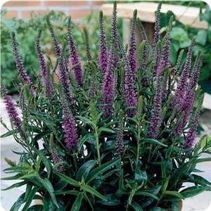 Veronica hybrida 'Purpleicious' Speedwell from Moose Crossing Garden Center