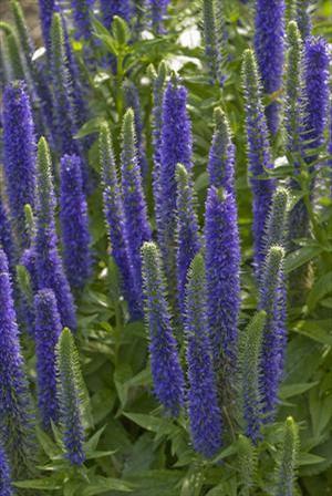 Veronica spicata 'Royal Candles' Speedwell from Moose Crossing Garden Center