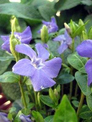 Vinca minor 'Bowles' Periwinkle from Moose Crossing Garden Center