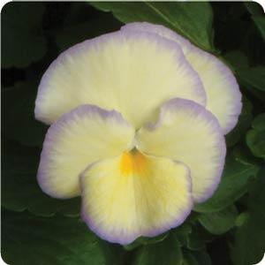 Viola cornuta 'Etain' Viola from Moose Crossing Garden Center