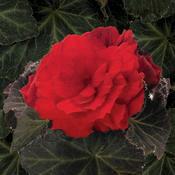Begonia x tuberhybrida 'Nonstop Mocca Scarlet' Tuberous Begonia from Moose Crossing Garden Center