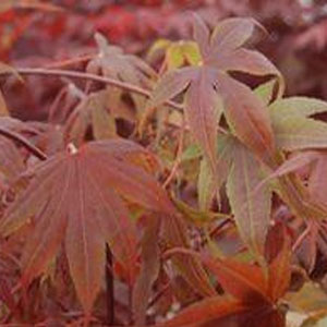 Acer palmatum 'Bloodgood' Japanese Maple from Moose Crossing Garden Center