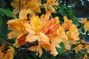 Azalea hybrid 'Mandarin Lights' Azalea from Moose Crossing Garden Center