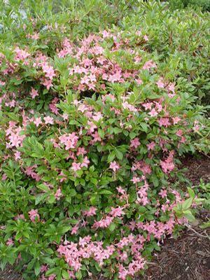 Azalea viscosum 'Pink and Sweet' Pink and Sweet Swamp Azalea from Moose Crossing Garden Center