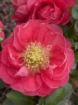Chaenomeles speciosa 'Double Take Pink Storm' Quince from Moose Crossing Garden Center