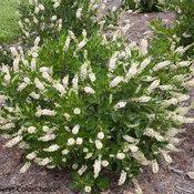 Clethra alnifolia 'Vanilla Spice' Summersweet from Moose Crossing Garden Center