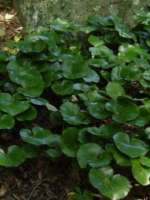 Asarum europaeum European Wild Ginger from Moose Crossing Garden Center
