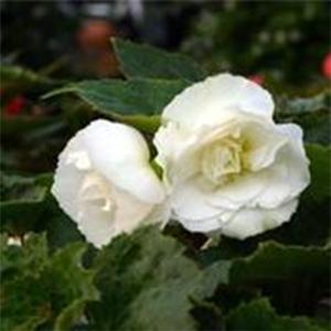 Begonia x tuberhybrida 'Nonstop White' Tuberous Begonia from Moose Crossing Garden Center