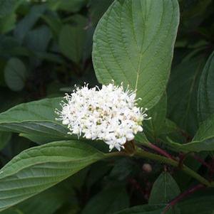 Cornus sericea 'Baileyi' Red Twig Dogwood from Moose Crossing Garden Center