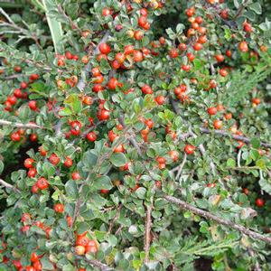 Cotoneaster apiculatus Cranberry Cotoneaster from Moose Crossing Garden Center