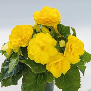 Begonia x tuberhybrida 'Nonstop Yellow' Tuberous Begonia from Moose Crossing Garden Center