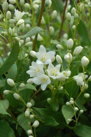 Deutzia gracilis 'Nikko' Deutzia from Moose Crossing Garden Center