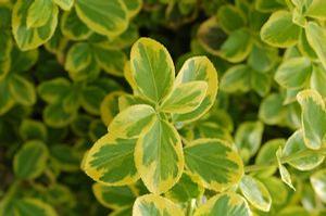 Euonymus fortunei 'Emerald 'N Gold' Emerald 'n Gold Euonymus from Moose Crossing Garden Center