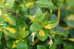 Euonymus fortunei 'Moonshadow' Moonshadow Euonymus from Moose Crossing Garden Center