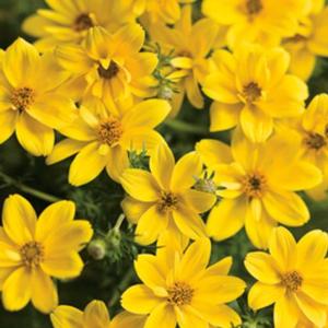 Bidens ferulifolia 'Goldilocks Rocks' Bidens from Moose Crossing Garden Center