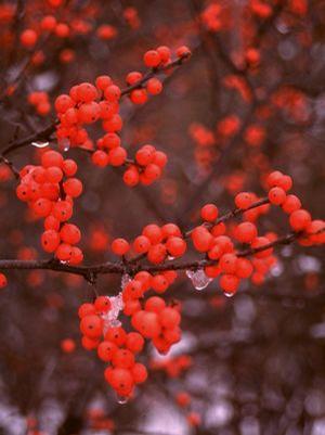 Ilex verticillata 'Berry Heavy' Winterberry from Moose Crossing Garden Center