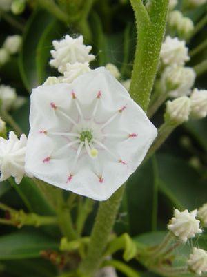 Kalmia latifolia 'Snow Drift' Mountain Laurel from Moose Crossing Garden Center