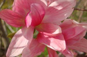 Magnolia x. 'Daybreak' Magnolia from Moose Crossing Garden Center