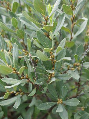 Myrica pensylvanica Northern Bayberry from Moose Crossing Garden Center