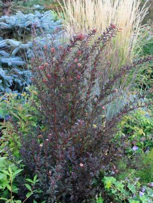Physocarpus opulifolius 'Little Devil' Ninebark from Moose Crossing Garden Center