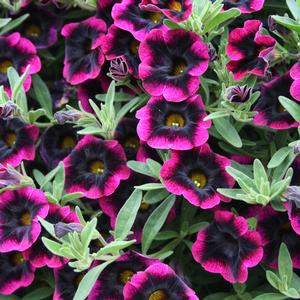 Calibrachoa hybrid 'Blackberry Punch' Superbells from Moose Crossing Garden Center