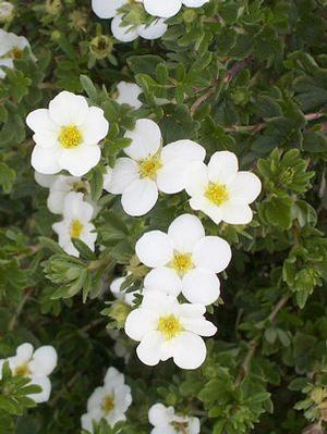 Potentilla fruticosa 'McKays White' Cinquefoil from Moose Crossing Garden Center