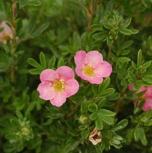 Potentilla fruticosa 'Pink Beauty' Pink Beauty Bush Cinquefoil from Moose Crossing Garden Center