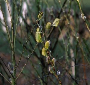 Salix caprea French pussy willow from Moose Crossing Garden Center