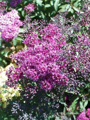 Spiraea bumalda 'Anthony Waterer' Spiraea from Moose Crossing Garden Center