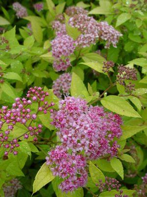 Spiraea bumalda 'Goldmound' Spiraea from Moose Crossing Garden Center