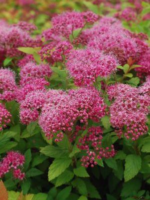 Spiraea japonica 'Magic Carpet' Spiraea from Moose Crossing Garden Center