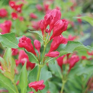 Weigela florida 'Sonic Bloom Red' Weigela-Rebloomer from Moose Crossing Garden Center
