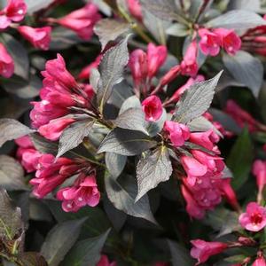 Weigela florida 'Spilled Wine' Weigela from Moose Crossing Garden Center