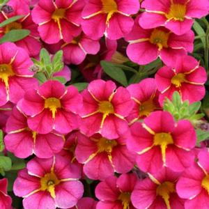 Calibrachoa hybrid 'Cherry Star' Superbells from Moose Crossing Garden Center