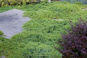 Chamaecyparis obtusa 'Nana Gracilis' Dwarf Hinoki Cypress from Moose Crossing Garden Center