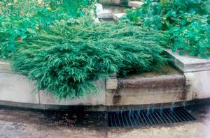 Juniperus chinensis 'Sargentii Viridis' Green Sargent Juniper from Moose Crossing Garden Center