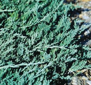 Juniperus horizontalis 'Wiltonii' Blue Rug Juniper from Moose Crossing Garden Center