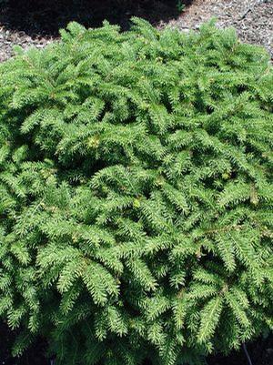 Picea abies 'Nidiformis' Birds Nest Spruce from Moose Crossing Garden Center