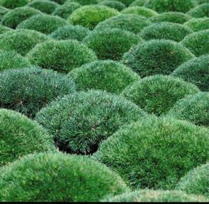 Pinus mugo Dwarf Mugo Pine from Moose Crossing Garden Center