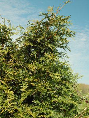 Thuja standishii c. plicata 'Green Giant' Green Giant Arborvitae from Moose Crossing Garden Center