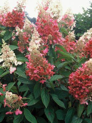 Hydrangea paniculata 'Pinky Winky' Pinky Winky Panicle Hydrangea from Moose Crossing Garden Center