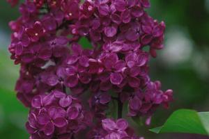 Syringa vulgaris 'Ludwig Spaeth' French Lilac from Moose Crossing Garden Center