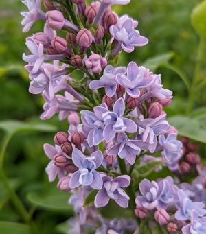 Syringa vulgaris 'Agincourt Beauty' French Lilac from Moose Crossing Garden Center