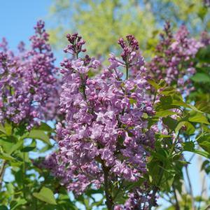 Syringa x. hyacinthiflora 'Scentara Double Blue' Lilac from Moose Crossing Garden Center