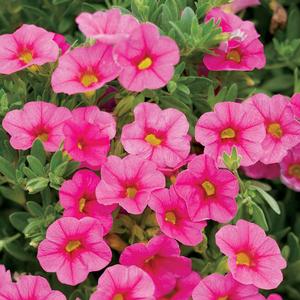 Calibrachoa hybrid 'Pink' Superbells from Moose Crossing Garden Center