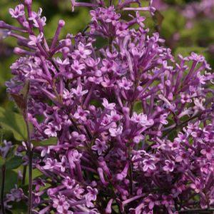 Syringa x. 'Bloomerang Purple' Reblooming Lilac from Moose Crossing Garden Center